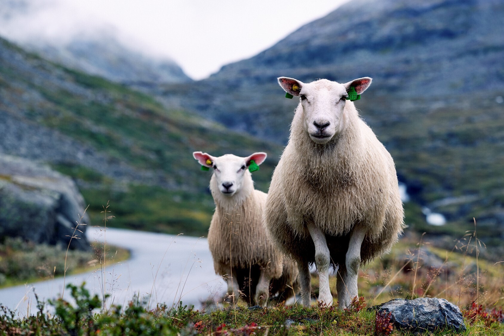 Norwegian Wool